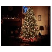 Diane Mickelson's photo
