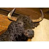 Thomas Isaacson's photo