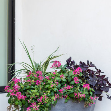 Caladium