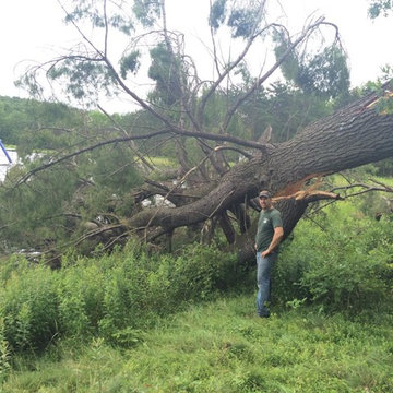 tree!