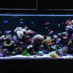 300 Gallon Reef Aquarium - Fish Supplies