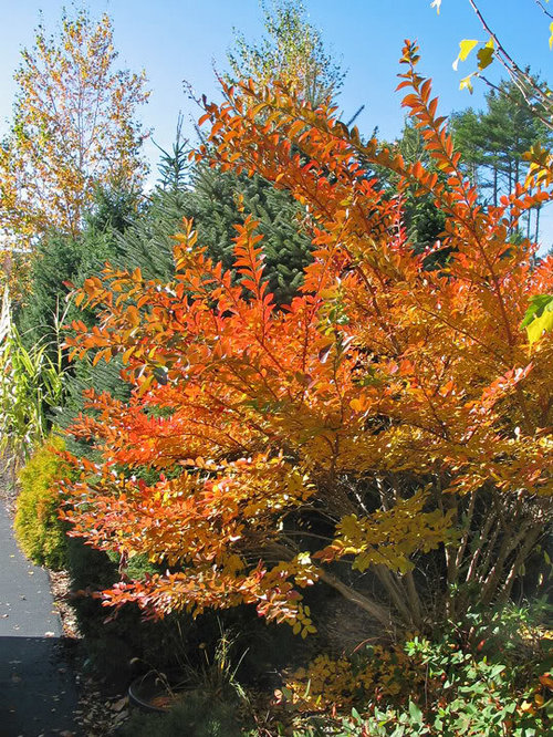 The Fall Colors of Crape Myrtles