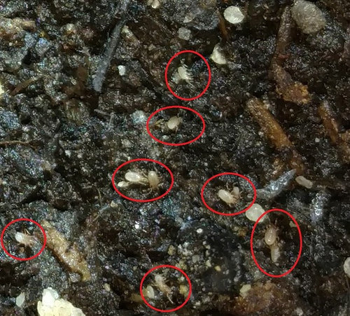 Soil Mites Infestation Of Tiny Bugs On Soil,Vegan Snacks List