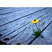 Ho Phuong's photo