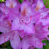 Joanne J's photo