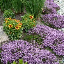 BI garden