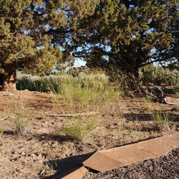 NATIVE BUNCH GRASSES AND WILD FLOWERS BENEFIT FROM THE SNOW AND RAIN