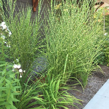 Zebra Grass