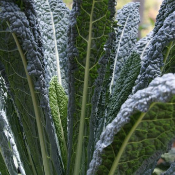 Carlsbad Juicing Garden