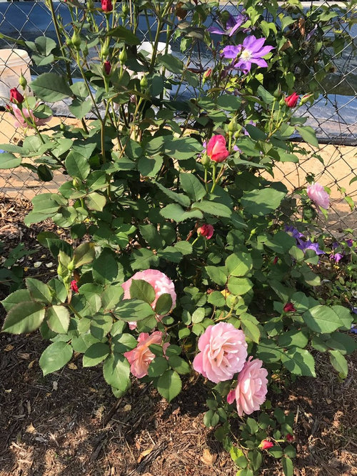 My roses zone 7