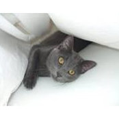 Alf Gunnell's photo