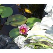 Ruth Ruffs foto