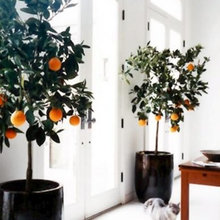 Greenery - Indoor