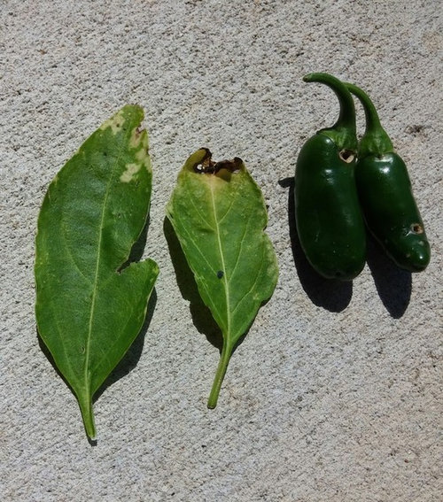 Holes In My Jalapenos