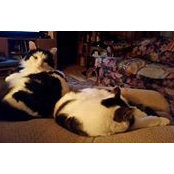 Robert Wolfe's photo