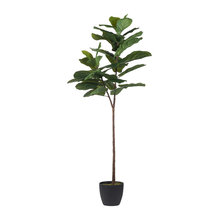 Fig