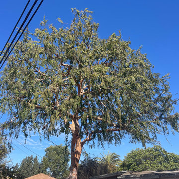 Tree Care