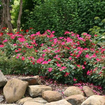 Pink Home Run® Landscape Roses
