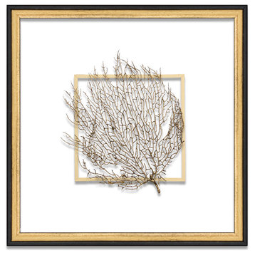 Exotic Sea Fan Suspended Between Glass With A Decorative French Line, Gold