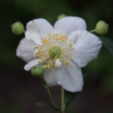 Carpenteria