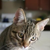 Chad Martinez's photo