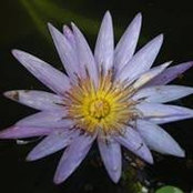 Pam Irwin's photo