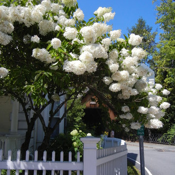 For the Love of Hydrangeas