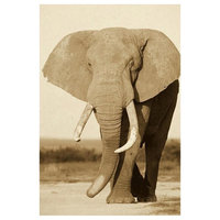 "African Elephant bull, Amboseli National Park" Paper Art, 18"x26"