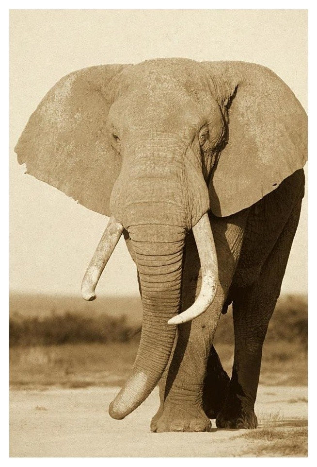 "African Elephant bull, Amboseli National Park" Paper Art, 18"x26"