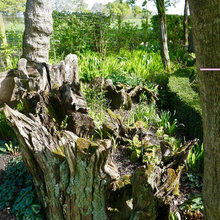 Shady Garden