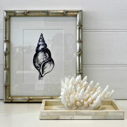 Navy Tulip Shell - Artwork