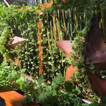Growing Vibrant Colorful Veggies/ Raised Beds