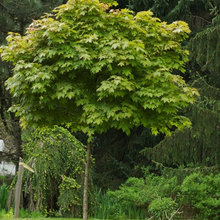 Trees for front lawn