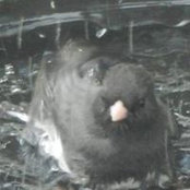 Laura Dowswell's photo