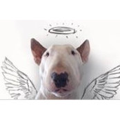 Ramis Streignard's photo