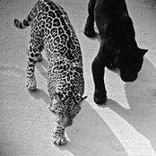 Dana Khaidar's photo