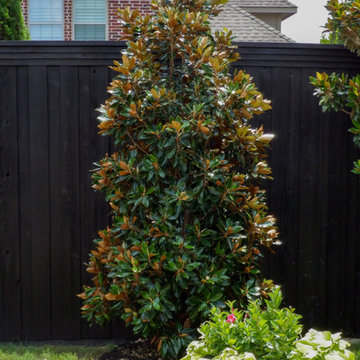 Flowering Trees & Shrubs