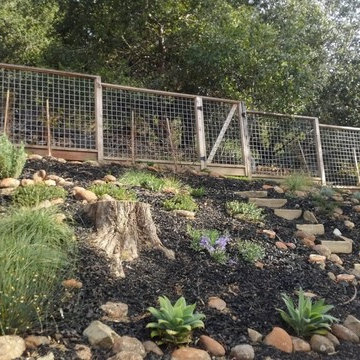Low Maintenance Oakland Native Habitat