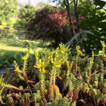 Japanese Rock Garden Infusion