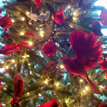 Christmas Decorating on Edgewood Road