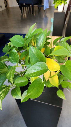 pothos with yellow leaves | Houzz Forum