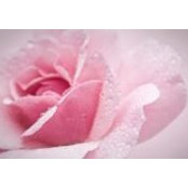 Liz Dech Seabrook's photo