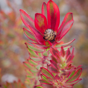 Geräumiger Stilmix Garten im Frühling mit direkter Sonneneinstrahlung und Natursteinplatten in Los Angeles