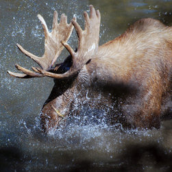MOOSE SPLASH - Artwork