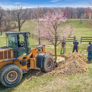 Tree Transplanting