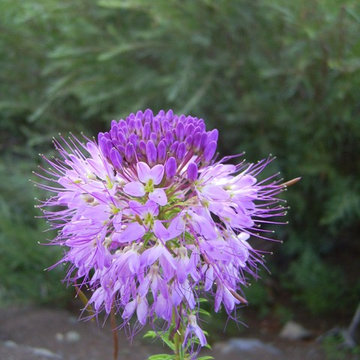 `Cleome Serrulata at the Great Sand Dunes