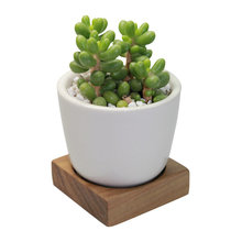 plants