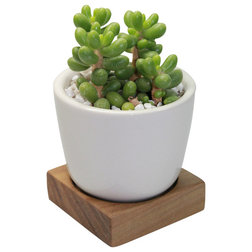 Contemporary Plants Sedum - 3" Domestic Hardwood Potted Cactus and Succulents
