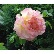 Amy Martin's photo