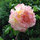 amy_martin6973150